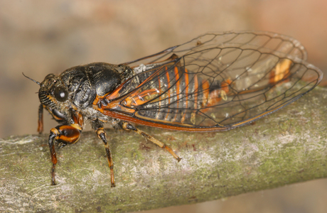 Echte Bergzikade (Cicadetta montana) - © Gernot Kunz